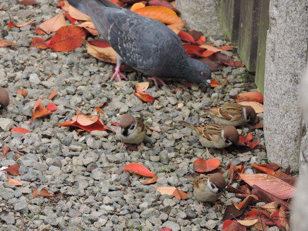 pigeon sparrows in Shitennoji