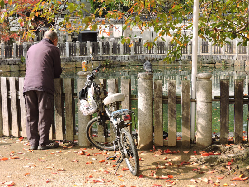 an old man pigeon bike and a beer