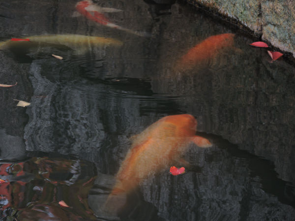 heart shape red leaf rippling on water