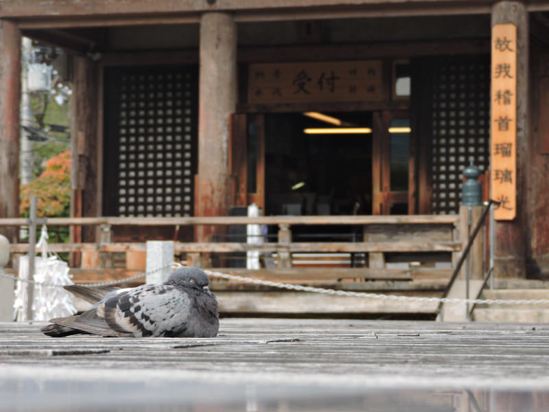 a pigeon laid back on Ishibutai at Shitennoji in Osaka Japan