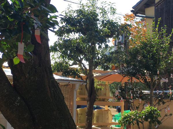 relaxing moment worth dying for Oden sake sip in garden in Nara