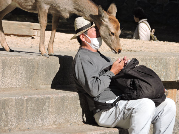 deers so close with people in Nara Park in Osaka Japan