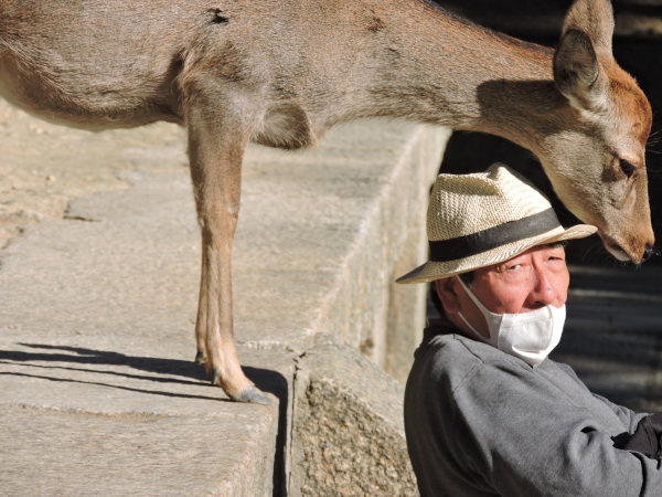 deer so close with people 