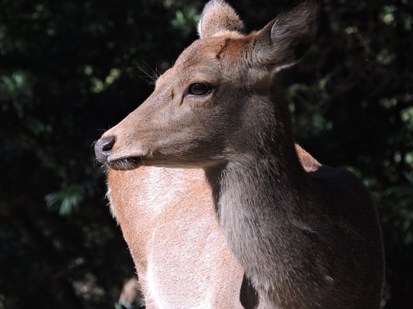 in the eye of the beholder of a deer in Nara Park Osaka Japan