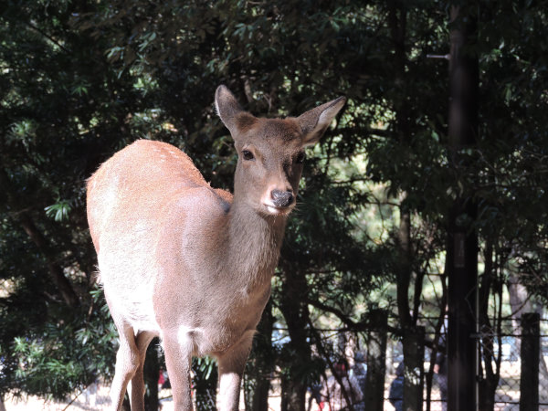 deer under light in Nara Park in Osaka Japan