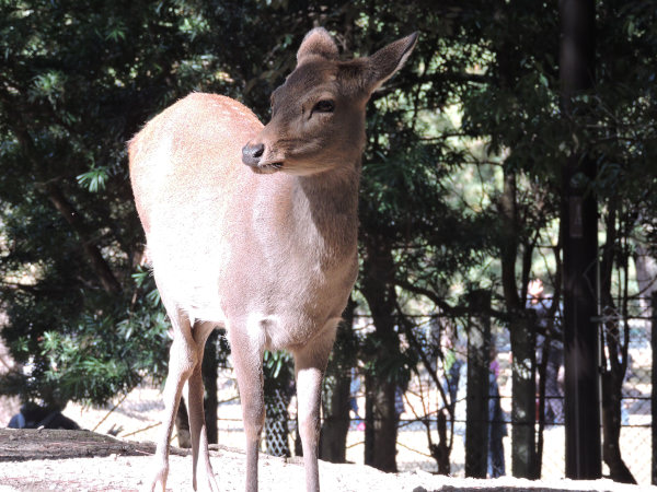 under light of a deer in Nara Park in Osaka Japan