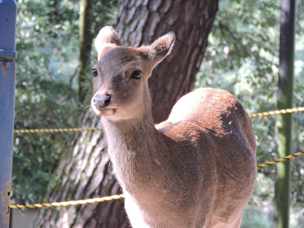 cute deer in Nara Park in Osaka Japan