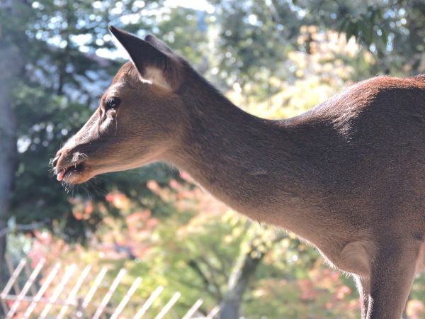 a beautiful deer in Nara Park in Osaka Japan