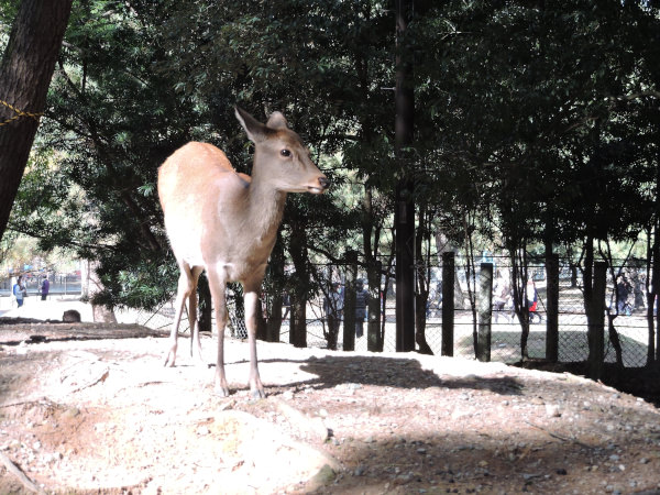 shadow under light of a deer in Nara Park in Osaka Japan