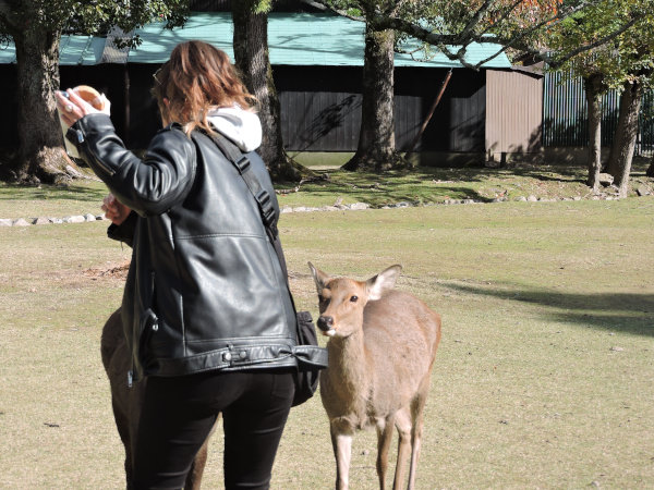 funniest scene of tourists’ feeding deers