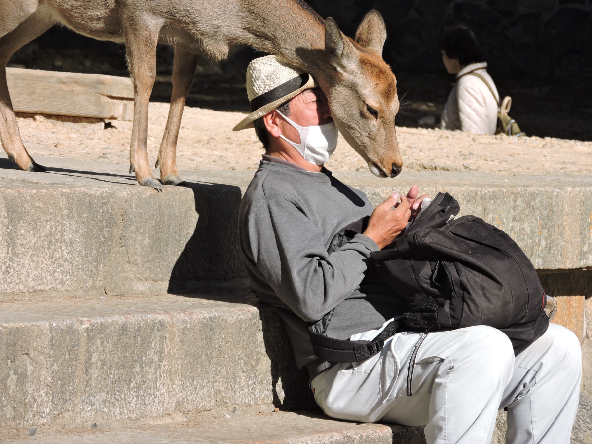 Nara Park deers close to human